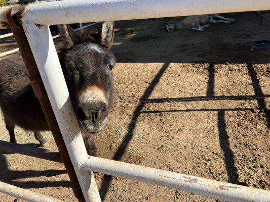 Baguette our mini donkey