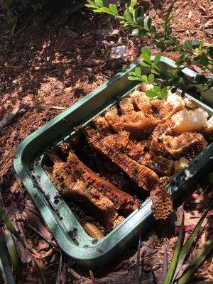 Get rid of bee hives causing structural problems