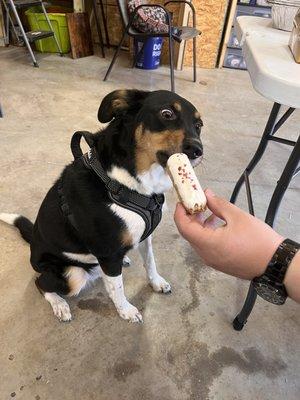 Enjoying what appears to be a dog long John donut!