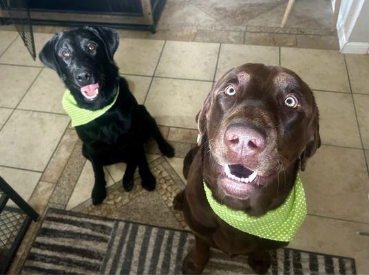 Both dogs post grooming