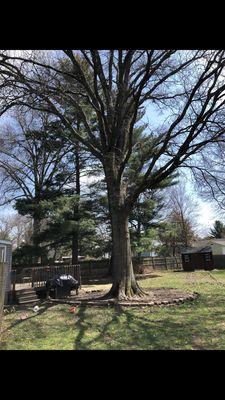 Tree and yard before B and M destroyed our property