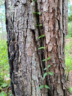 Nature vines!