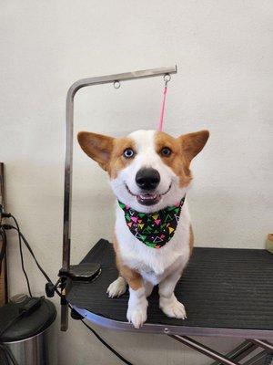 Happy Corgi