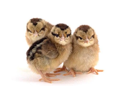 We offer a variety of chicks year round.