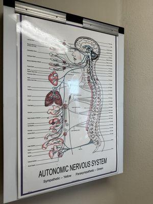 Spine chart