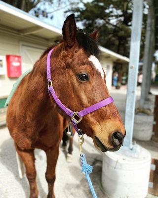 Checkers looking dapper and ready to assist me in my riding lesson:D