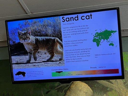 Sand cat sign