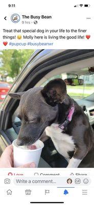 Molly enjoying her pup cup.