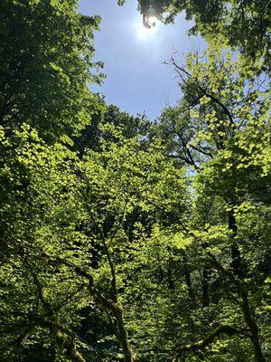 Sunshine and maples