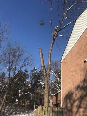 Red Maple growing over a house, deck and fence. Removed entire tree safely and without any damage to property.