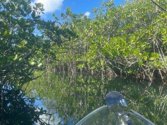 Heading into the mangrove tunnel