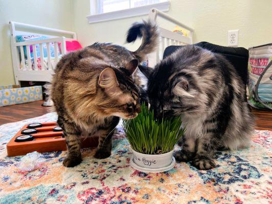 We offer organic cat grass.