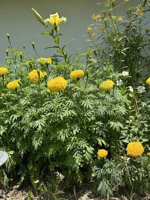 Giant marigold