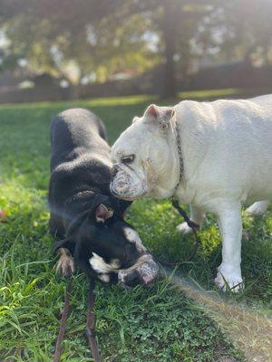 Obedience Please Dog Training