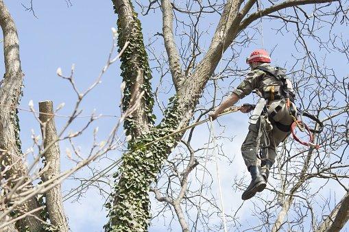 Crane's Tree & Shrub Service