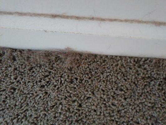 Hair on the edge of carpet in the 3 foot section ( my bed is usually in this spot so it doesn't get vacuumed much)