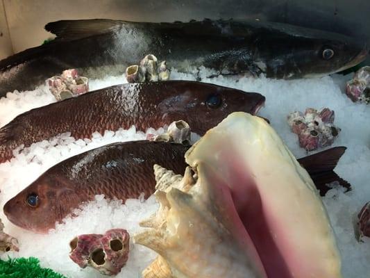 Cobia, Conch, and Mango Snapper