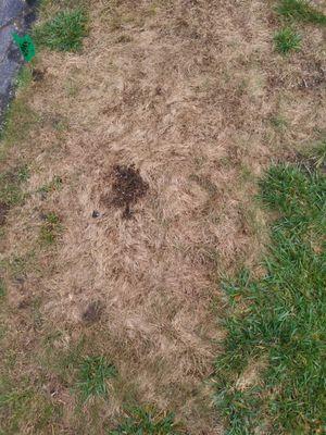 Turf Technologies killed my grass