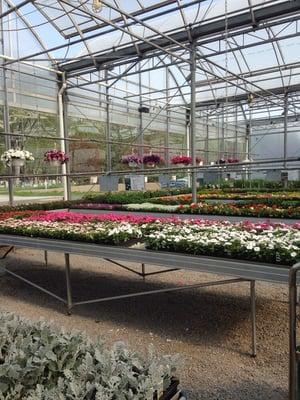 Wonderful healthy plants & selection   Super clean and priced right!!