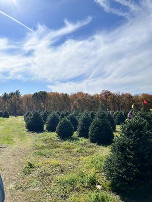 One small section of trees available for tagging