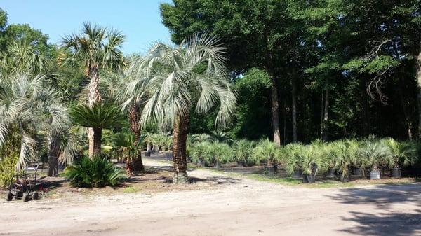 They sell many types of palm trees including palms about 30' tall.