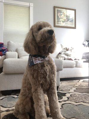 Post-groom photo of my dog, happy as ever!