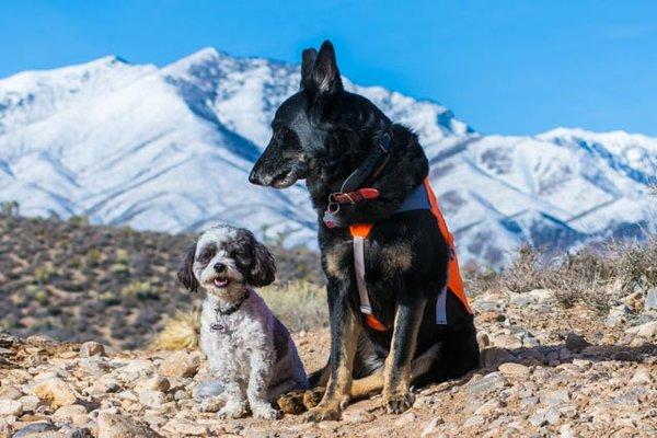 Bridgette and friend, Ziggy.  Note tracking jacket and GPS tracking collar.