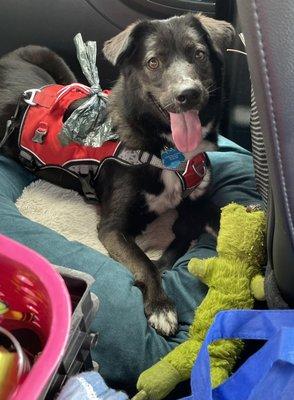 our dog with the toy gifted to her by the owner