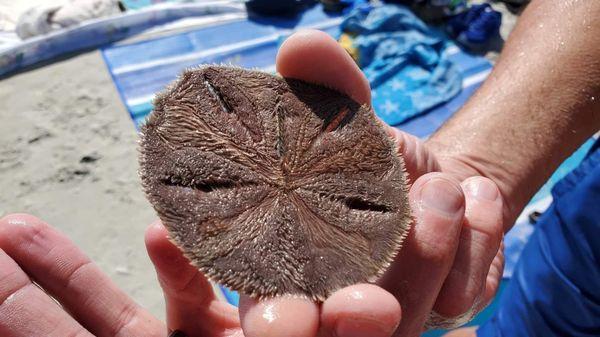 Underside of the sand dollar. The little spikes are feet.