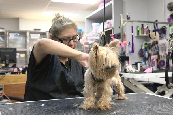 Our highly skilled grooming team will make your pet win "Best in Show" on your block with their stylish haircuts.