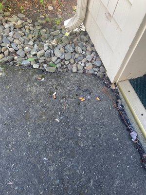 Cigarette butts outside of the room for days.     Cleaning staff walked by each day yet did no clean them up.