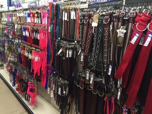 Variety of collars & leashes!