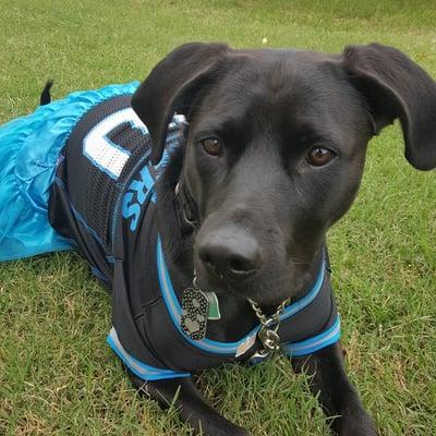 Our Carolina Panthers' mascot!