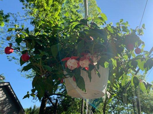 Fushia hanging basket