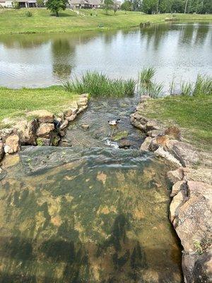 Duck in small water fall leading to pond.