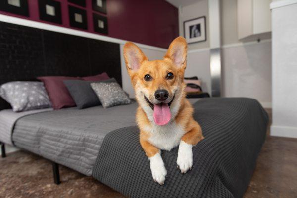 Luxurious, hotel-style private rooms with cameras allow for worry-free getaways knowing your pet is comfy.