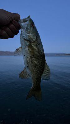 Some night fishing. Caught this little hungry guy.  Let him go to eat more