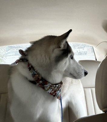 Kato after his "spa day" at Sheldon Groomers