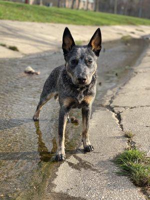 Meet Fox, the first Off Leash Nomad and the inspiration behind sharing our training techniques and concepts with you!