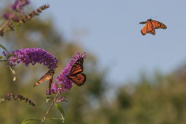 Monarch Butterfly