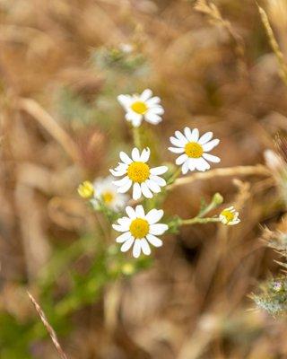 Wildcat Canyon Regional Park