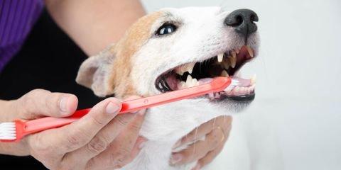 Why Pet Dental Care Is So Important