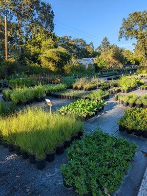 Summer at the nursery.