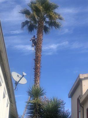 cleaning palm tree