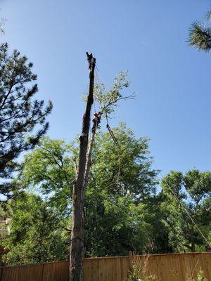 Cottonwood removal