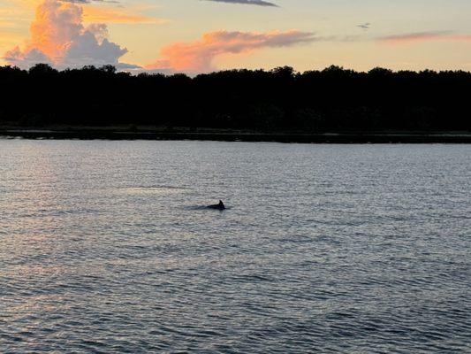 Dolphins sunset, views