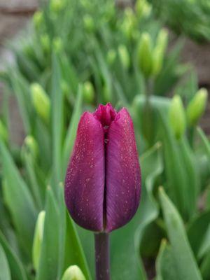 Holland America Flower Gardens