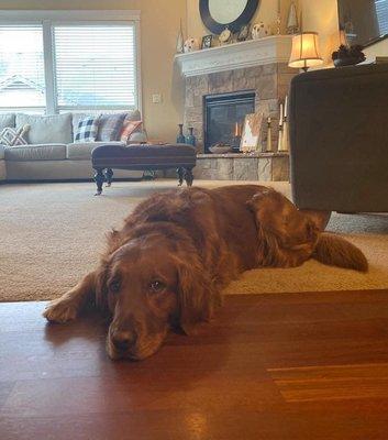 This is Stanley the golden retriever Who was killed by Merc employee