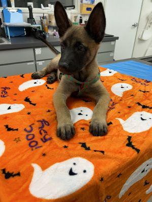 Lobo joined us for his first puppy shots!