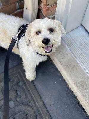 Blu is such a happy boy on his walks with Paws Around Motown. He smiles the second we walk in the door